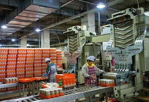 從菌菇到辣醬 現代食品工廠化生產線的效率與品質革新